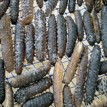 Best Quality Dried Sea Cucumber Fresh Frozen For Best Priced