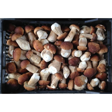Eco-Friendly Plastic Buckets Prepacking GOST standard Boletus Edulis Fresh Ceps Mushroom  With Vitamins and Minerals