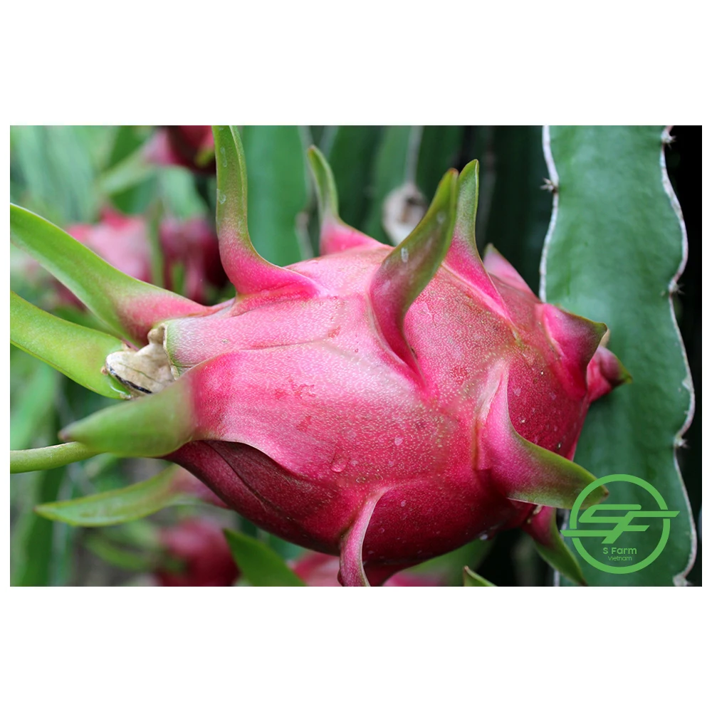 Fresh fruit from Vietnam High quality Red flesh Dragon fruit 100% Organic fruit