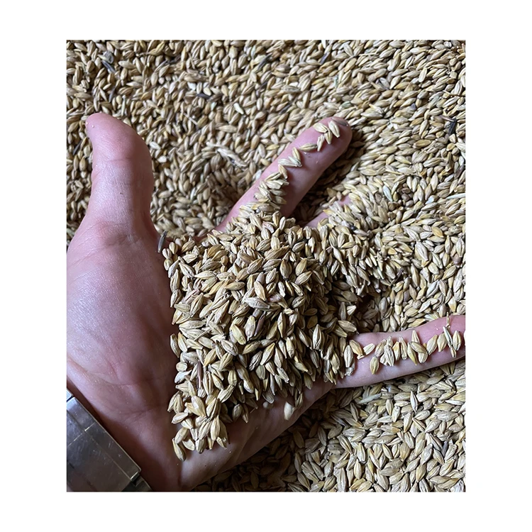 Bulk packed barley grain for feeding wholesale price, barley grain prices