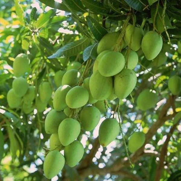 The Best Selling Use fruits for decoration High Quality Fresh Cat Chu Mango Chunk From Vietnam 2021