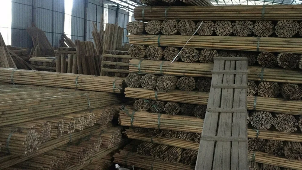 Natural Bamboo Pole/ Green Pole Low Price