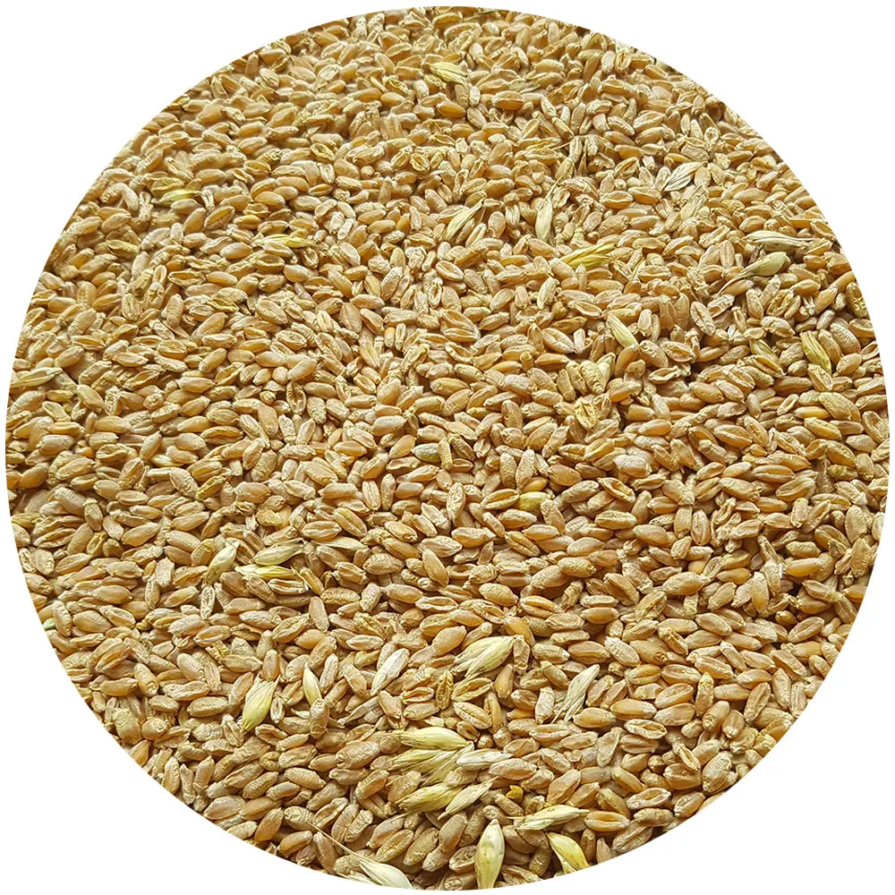 
Top Quality Feed Wheat grade 4 