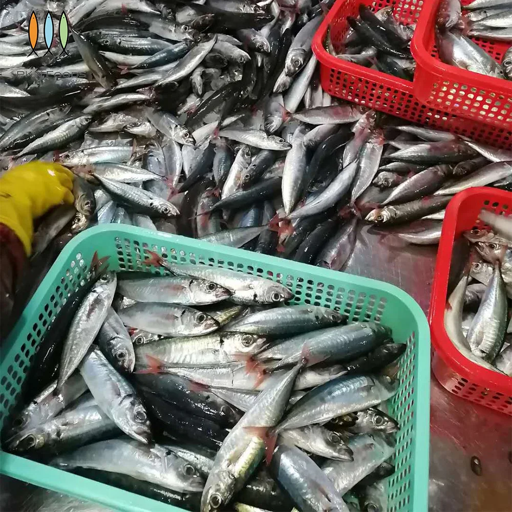BLOCK IQF Seasonal Nature Whole Body Frozen Scad Fish Decapterus Kurroides Redtail Scad From Vietnam