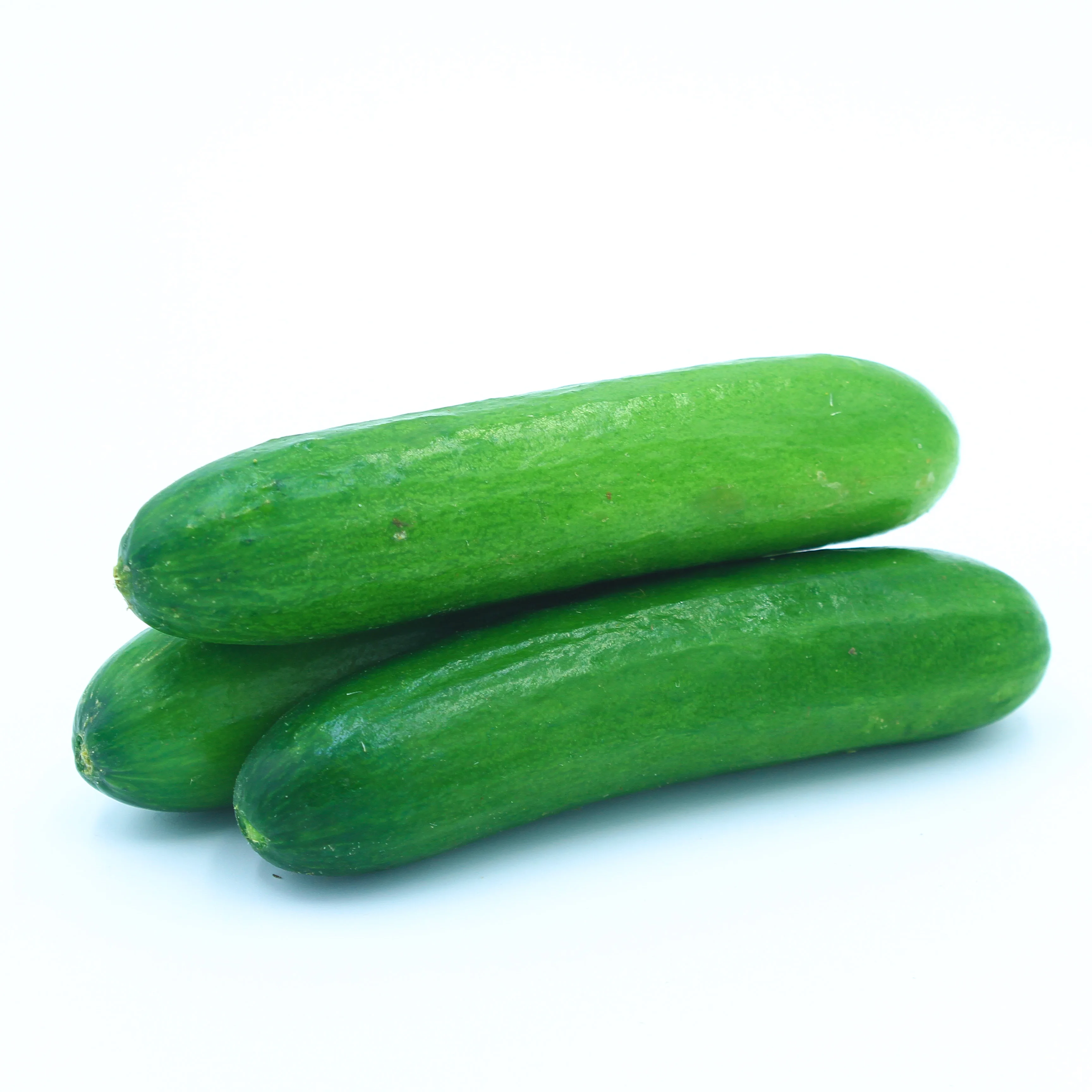 
Good Quality Fresh Cucumber 