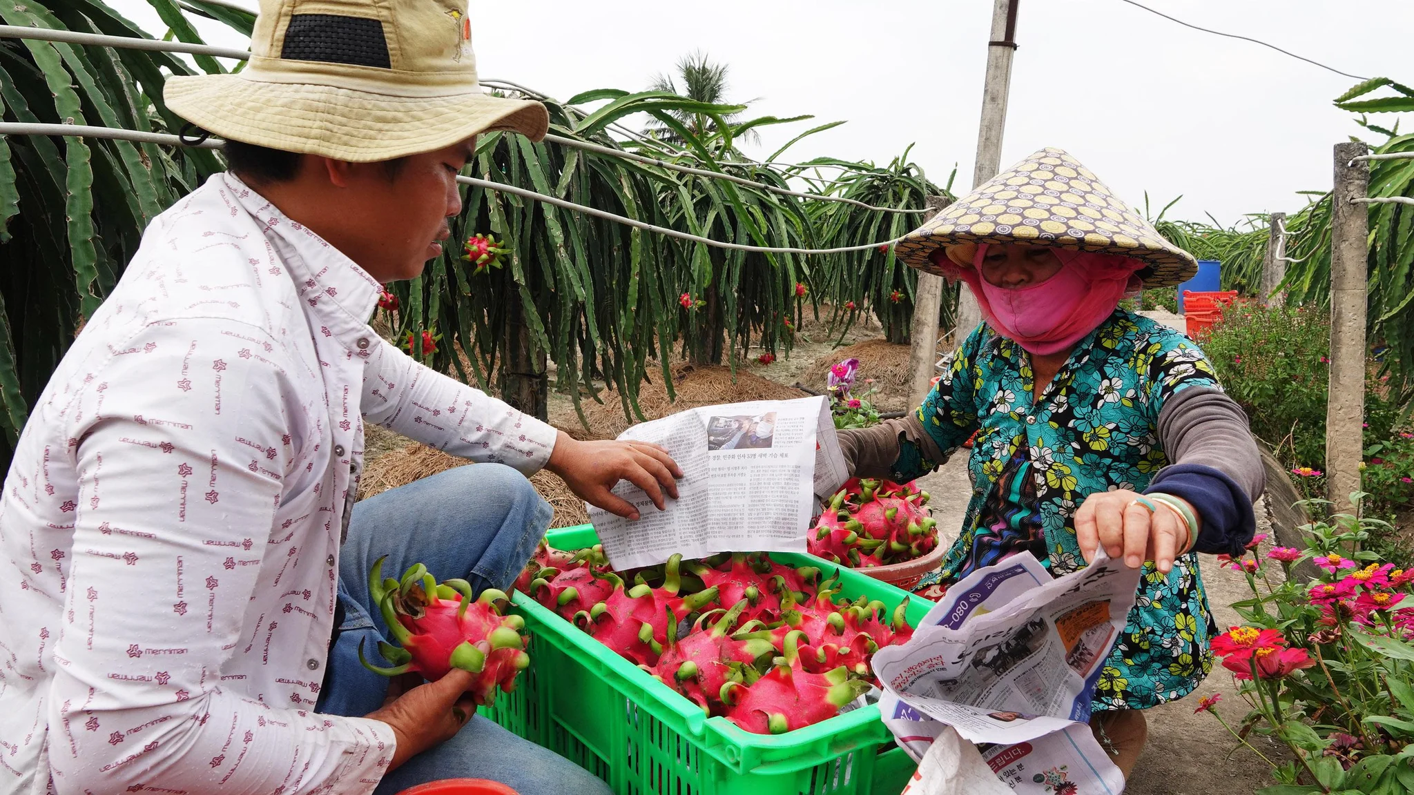 VIETNAM DRAGON FRUIT GREAT QUALITY FOR BUYERS WHATSAPP WECHAT VIBER 0084326572671