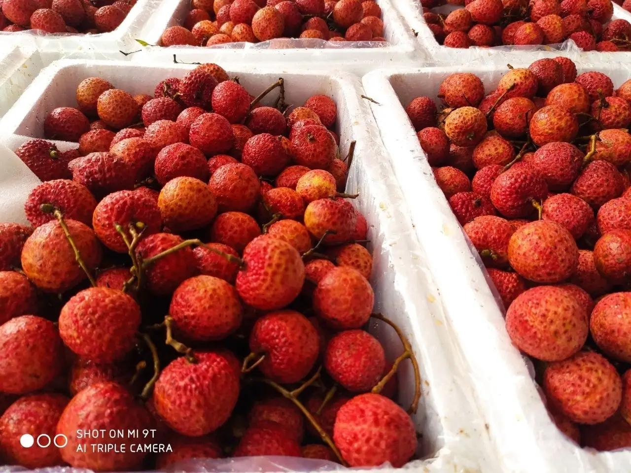 Fresh Lychee fruit from vietnam-  wholesaler bulk supplier cheapest price good price high quality/ Mr Ethan +84941069457