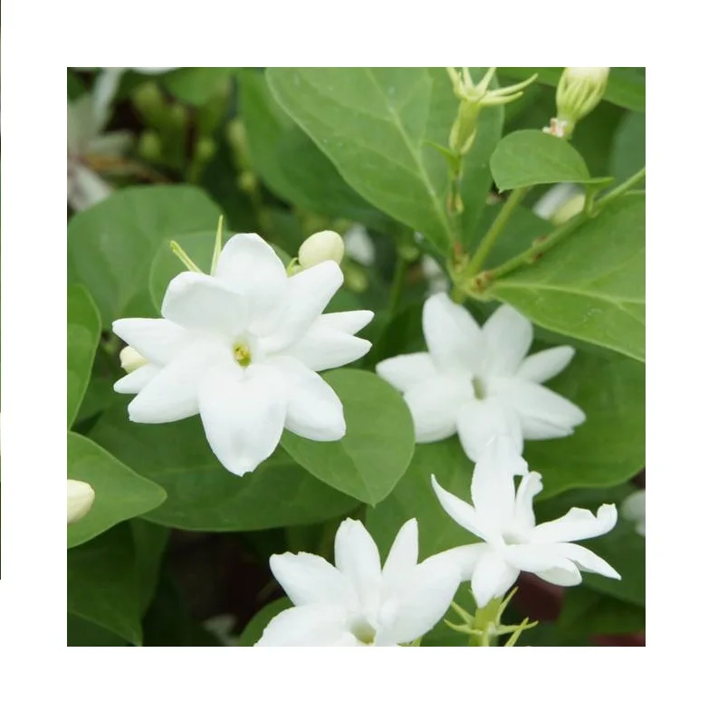 Raat Rani Attar 100% Pure And Organic Perfume Oil at Reasonable Price