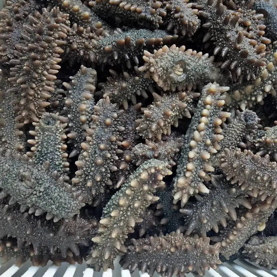
Best quality natural Sun dried sea cucumber bulk suppliers 