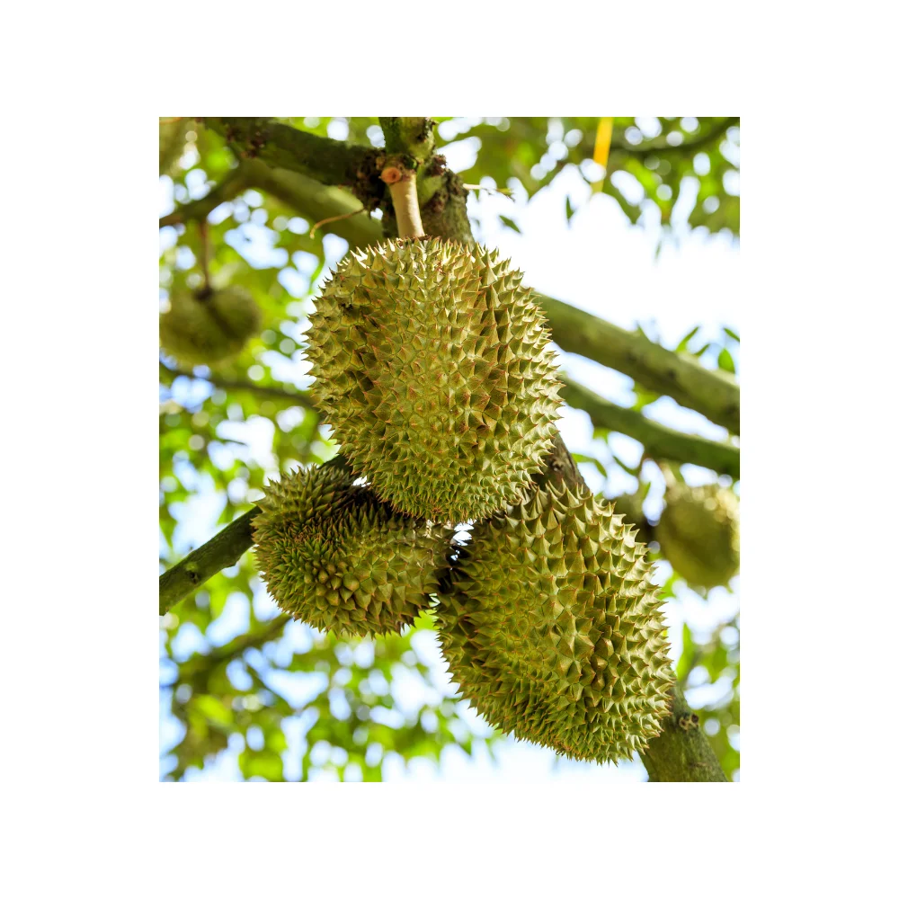 High Quality Durian Fruit cut from Thailand Wholesale Durian Fresh cut Durian Export to EU USA Japan Korea UAE Yellow Green Top