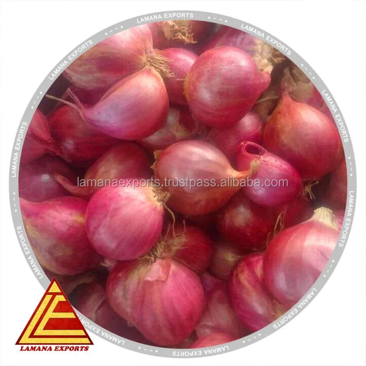 Shallots- Onion Fresh Shallots Podisu Malaysia Non-peeled Common Round Liliaceous Vegetables Liliaceous Vegetabless