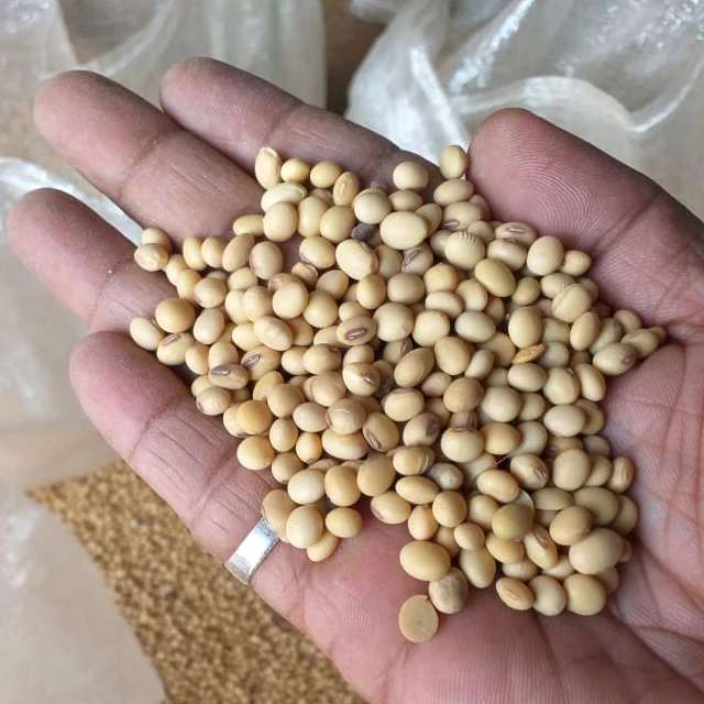 Soybeans - Soybeans High Quality Non GMO Yellow Dry Soybean Seed NON-GMO Soya Beans /soya Bea