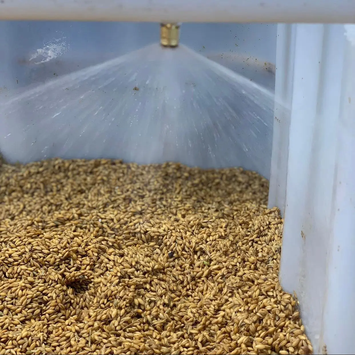 Зерно пшеницы (11 белков)