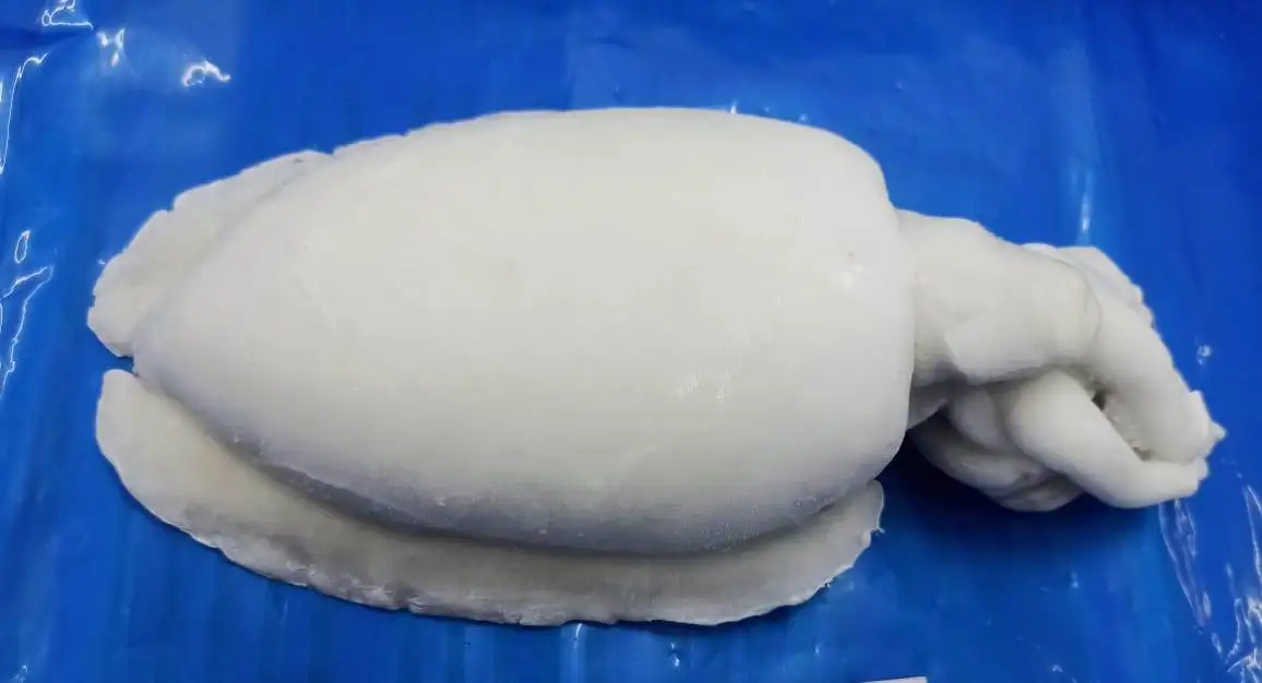 Top qiality Cuttlefish cleaned IQF from India