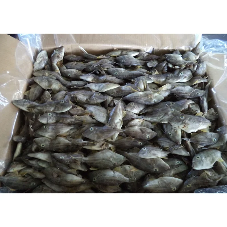 BQF Freezing 10kg/cartons Custom Packaging Malaysia Leather Jacket Fish Frozen Whole Round