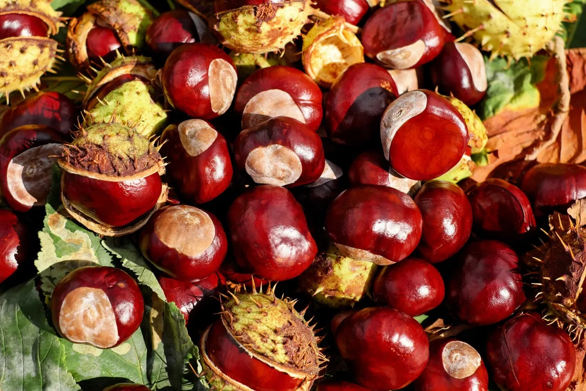 chestnut7.jpg