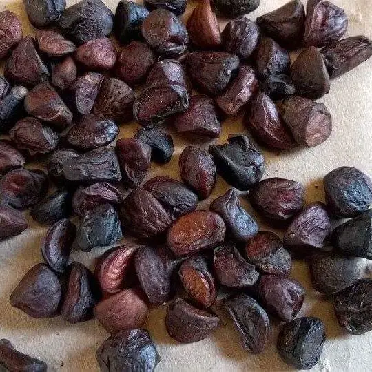 High quality michelia citrata for delicious dish - Whatsapp: +84-845-639-639