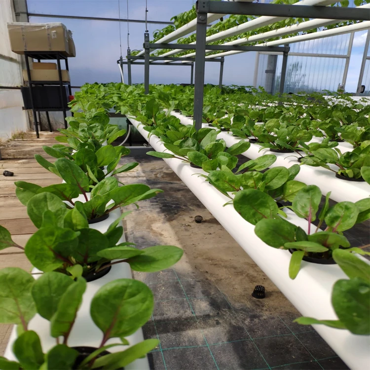 Best Seller of High Quality Indoor Plants Growth Use H2HYBRID Hydroponic Systems for Global Buyers