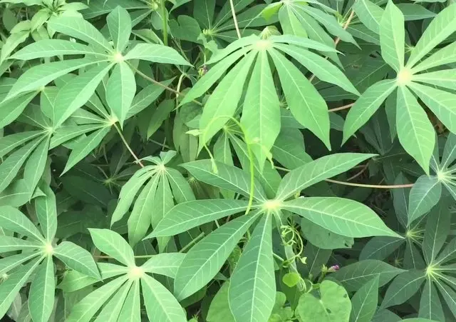 Листья замороженной кассавы хорошая цена на продажу высокое качество мистер Томас + 84961478592