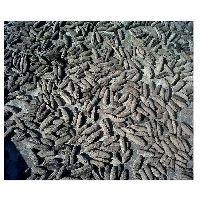 HIGH NUTRITION FOOD BEST FOOD FOR HEALTH DRIED FRESH SEA CUCUMBER BEACH VIETNAM //Rachel: 84896436456