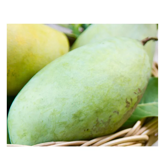Cheap Wholesale Price Keitt Pakistani Mangoes In Bulk