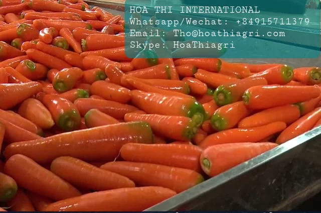 12 Months Shell Life 0.15kg Carton Boxes Packaging Common Cultivation Type Fresh Carrots Origin From Vietnam