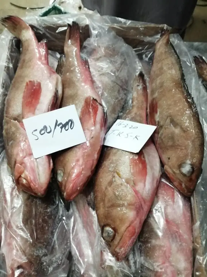 Top quality Reefcod from