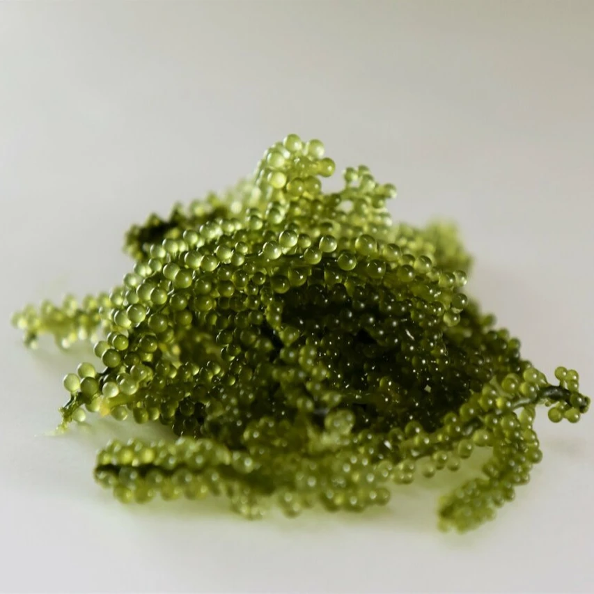 
Sea Grapes - Green Caviar - Lato - Caulerpa lentillifera - Umibudou - Dehydrated Sea Grapes/ Ms.Thi Nguyen +84 988 872 713 