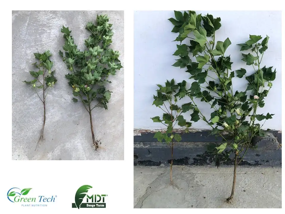 Green Tech- MDT Denge Tari - Green Tech AlgaCell - Liquid Biologic Plant Growth Stimulant for Plants Growth - Liquid Fertilizer-