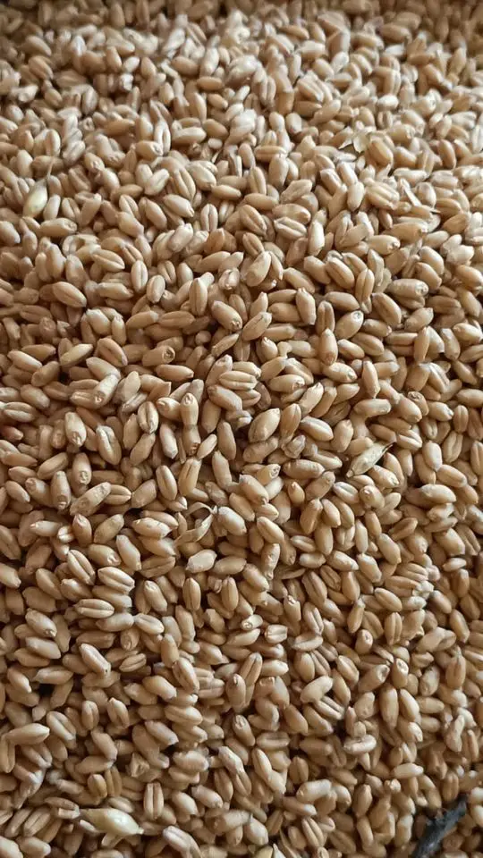 PREMIUM QUALITY WHEAT GRAINS FOR EXPORT