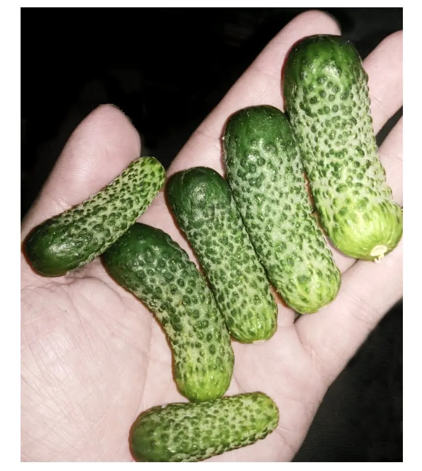 Salted Gherkin Pickles Fresh Cucumber Preserved Vegetable in Vinegar Canned Pickles at Low Price - Ms Caryln 0084935825297