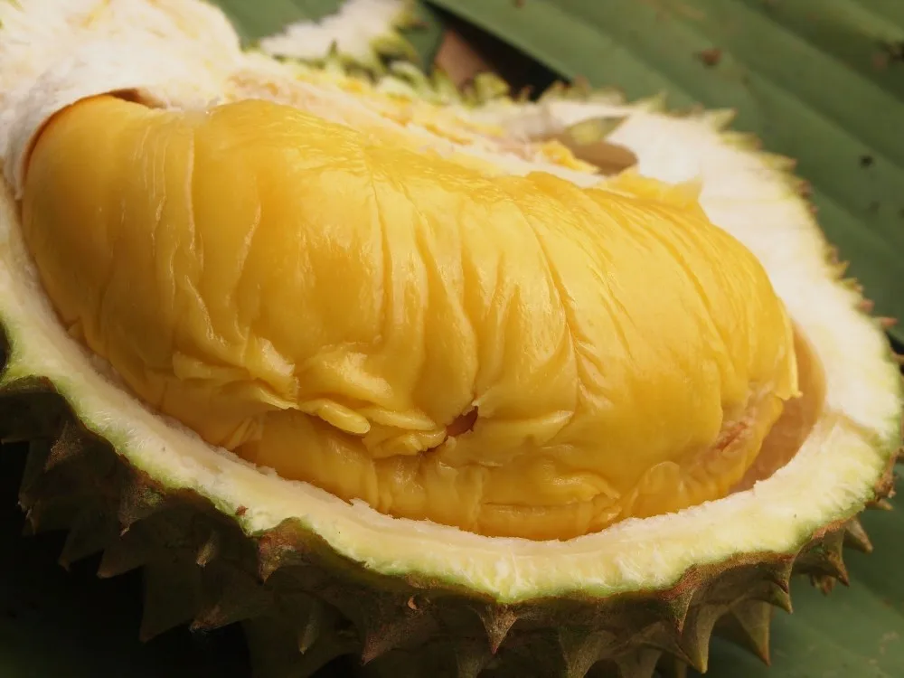 Вьетнамский поставщик премиум свежий цельный MONTHONG/ RI6 DURIAN по лучшей цене/мисс Триш + 84 984 696 874