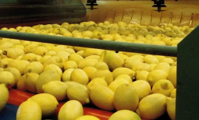 Fresh Yellow Eureka Lemon for