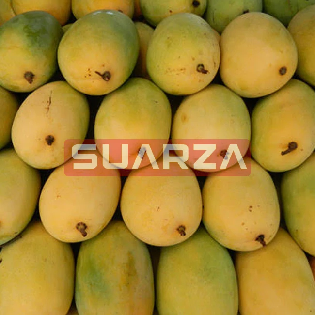Export New Summer Mango kent from ecuador /Sweet mango is supplied at lowest price to all over the world