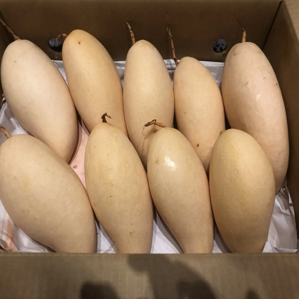 
Fresh Mango Fruit Sweet Namdokmai Premium Quality from Thailand 