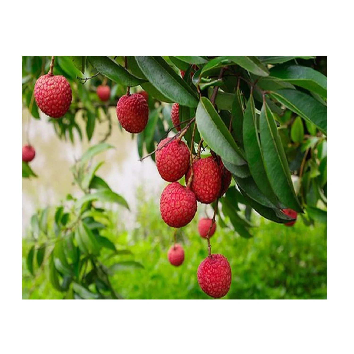 Organic Best Quality Super Sweet Flavor Fresh Lychee 100% Maturity Big Size From Vietnam Farm