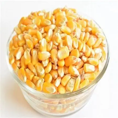 A Grade yellow Corn/Maize for Human Consumption