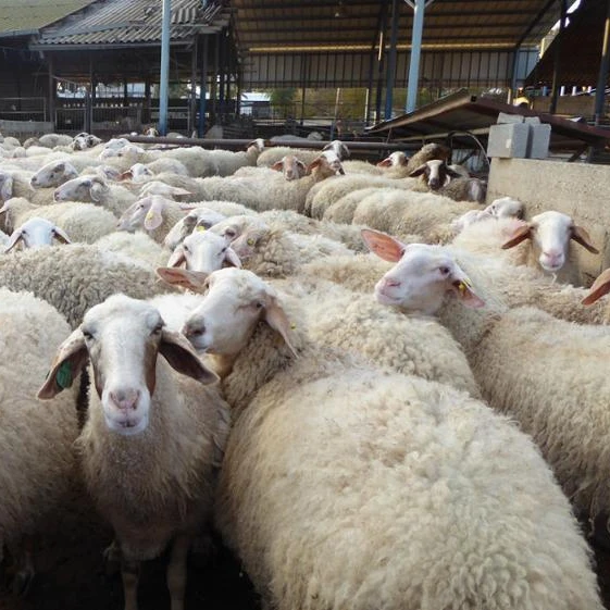 
Alive Sheep, Awassi Sheep, Fat Tailed Sheep And Other Breeds For Sale 