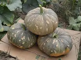 Best selling pumpkin in Vietnam/ Jasmine +84 896679047