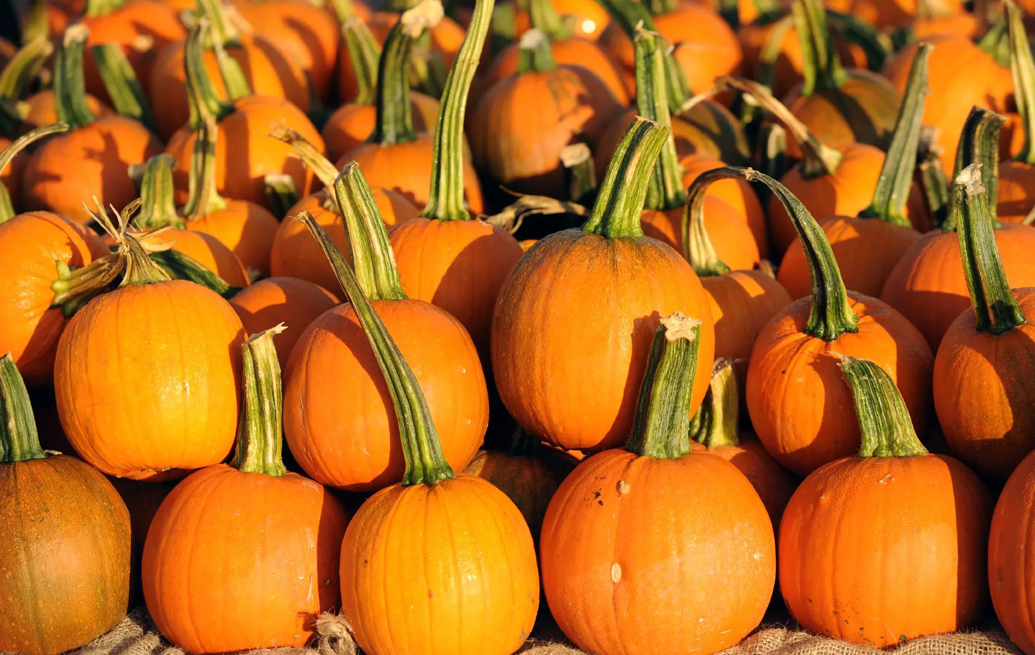 VIETNAM FRESH PUMPKINS   THOMAS +84961478592