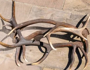 
Red Deer Antlers, Red Deer Antlers Horns, Cow horns or Antlers 