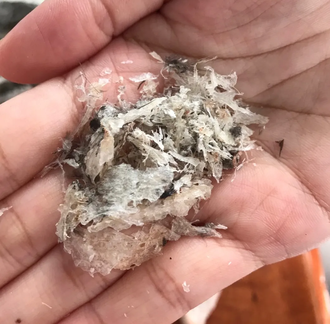 Необработанные съедобные полоски для птичьего гнезда классификация ST3 500 г лечебная добавка оригинал из южной Таиланда на 100% экспорт