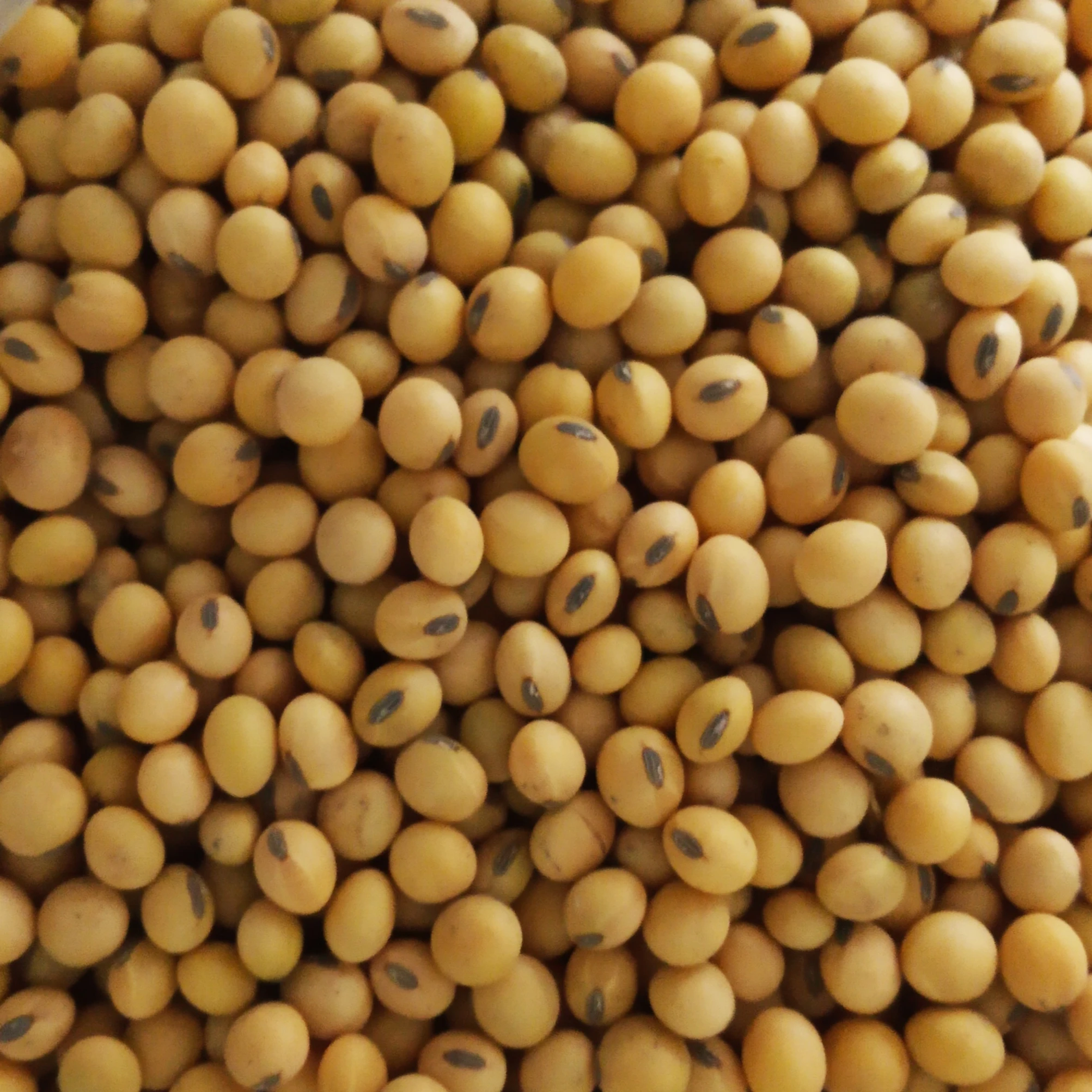 Soybean Meal (Expeller), great oportunity!