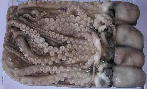 Frozen Whole Cleaned Baby Octopus with Cheap Price