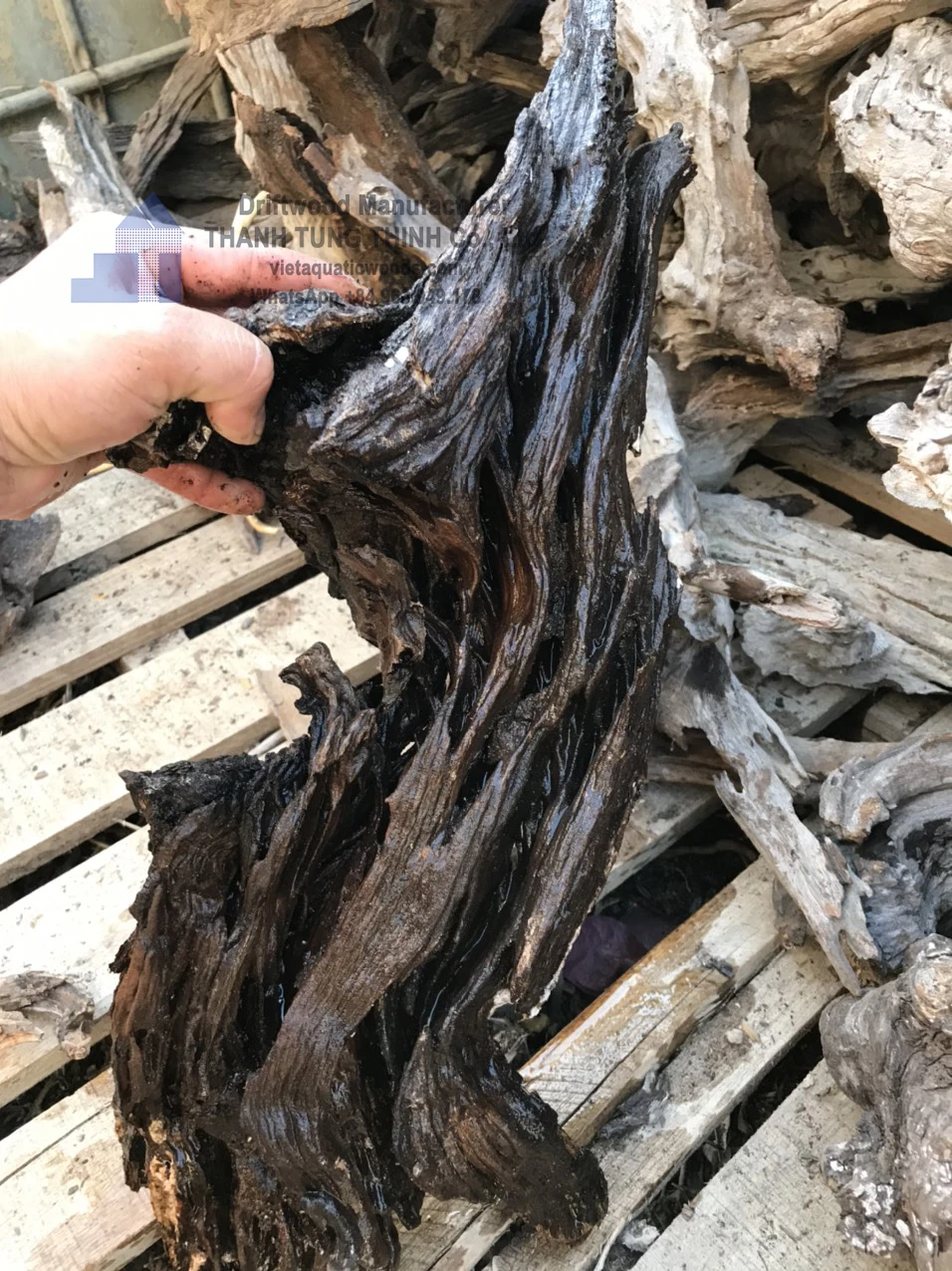 Hot items 2024 Driftwood Nature for Aquarium Landscaping, Aquarium Fish Tank, Planting Grass WhatsApp: +84 961005832