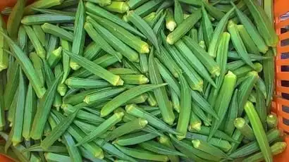Fine Quality Fresh Green Lady Finger / Okra / Bhindi /  Wholesale Cheap Price Seller From India Indian vegetable Seller .