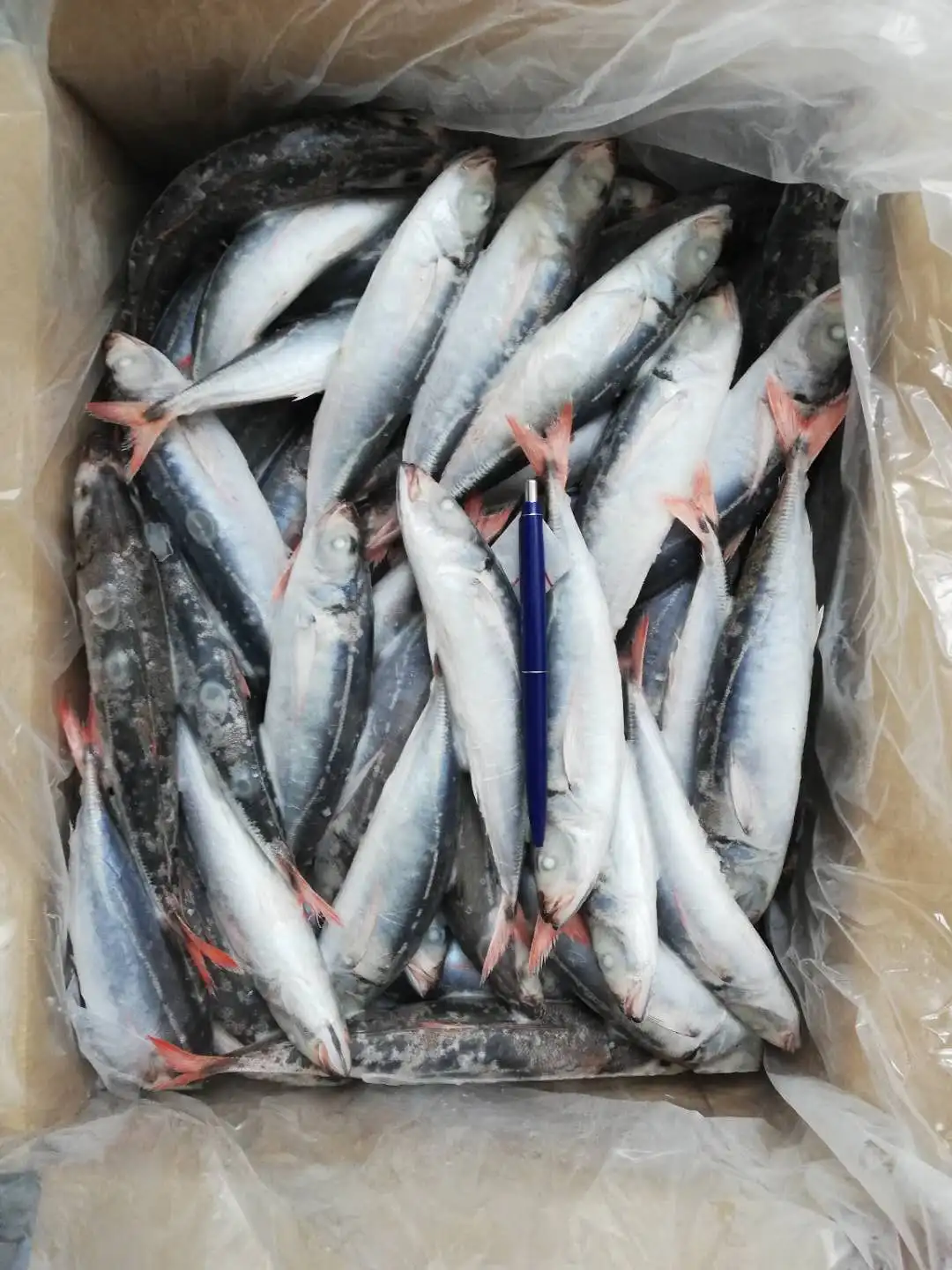 FROZEN NATURE Whole Body Decapterus Kurroides Redtail Scad with 2 Years Shelf Life