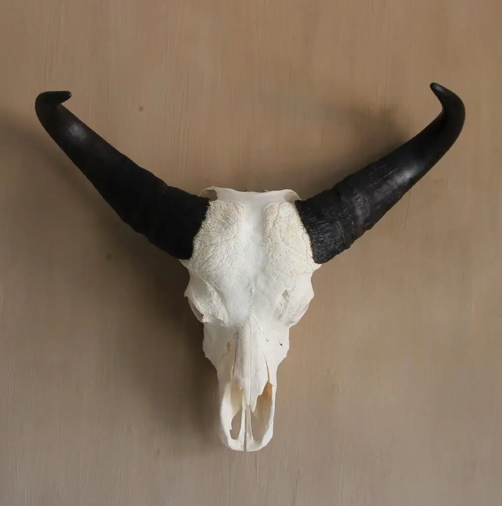  Буйвол/Окс/корова необработанный гудок для украшения производства Индии в; 34648 полированный Винтажный органический материал животных Rw00008