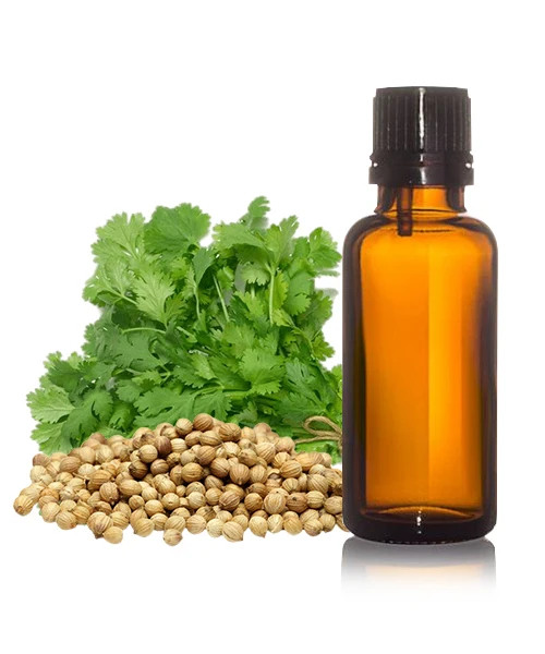 GMP & ISO Approved Coriander Seed Organic Essential Oil With Skin Care Property