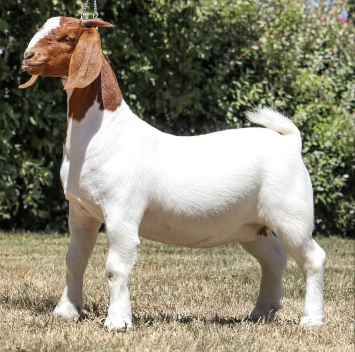 Натуральная Коза/Живая овечка, крупный рогатого скота, ягнята для продажи, доступно для экспорта